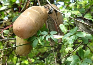 預(yù)知子果為什么種的人少？預(yù)知子和八月扎有區(qū)別嗎