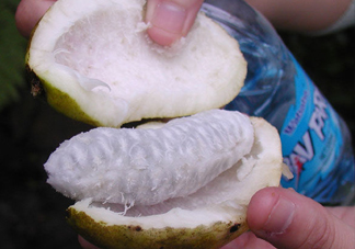 八月炸是什么水果？八月炸果多少錢一斤2017