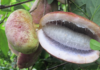 八月瓜的籽能吃嗎？八月瓜的籽可以種嗎