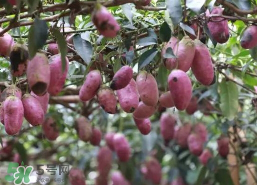 八月瓜能吃嗎？八月瓜到底有什么價值？