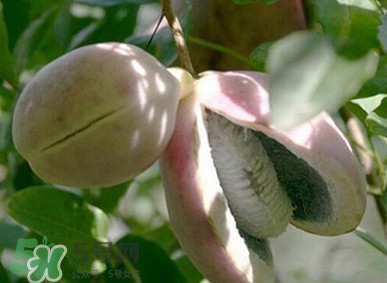 八月瓜什么時候成熟？八月瓜什么時候種植