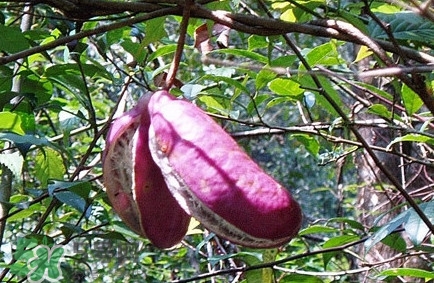 八月瓜是什么東西？八月瓜是什么味道