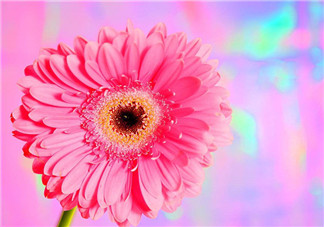 秋天開(kāi)花嗎？秋天的花有哪些？