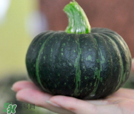 貝貝南瓜怎么保存？貝貝南瓜可以留種嗎