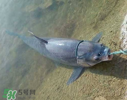 青魚怎么釣？釣青魚用什么餌料最好？