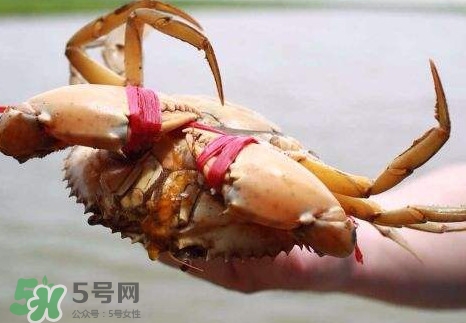 黃油蟹放冰箱能放多久？黃油蟹怎么挑選