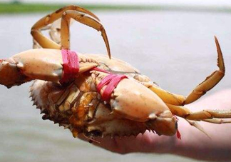 黃油蟹的選蟹標(biāo)準(zhǔn)是什么？黃油蟹的等級分類