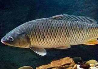 青魚怎么釣？釣青魚用什么餌料最好？