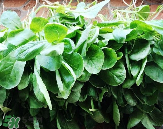 蘿卜纓要焯水嗎？蘿卜纓不能和什么一起吃