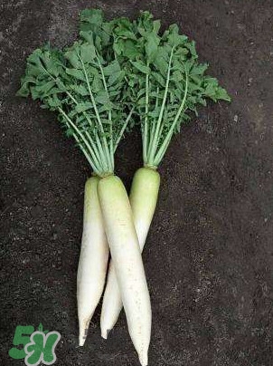 蘿卜纓要焯水嗎？蘿卜纓不能和什么一起吃