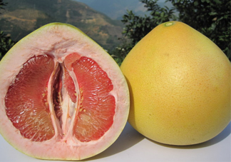 紅心蜜柚是不是轉(zhuǎn)基因？蜜柚是哪個地方的特產(chǎn)
