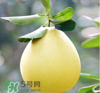 紅心蜜柚是不是轉(zhuǎn)基因？蜜柚是哪個(gè)地方的特產(chǎn)