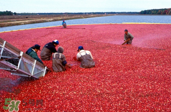 蔓越莓是長(zhǎng)在水里的嗎？蔓越莓生長(zhǎng)在哪里的