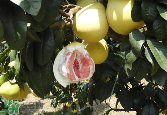 蜜柚怎么挑選？蜜柚怎么保存