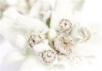 Siin雪絨花孕婦可以用嗎？Siin雪絨花護(hù)膚品孕婦合適嗎？