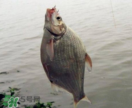 武昌魚(yú)怎么釣？釣武昌魚(yú)用什么餌料？