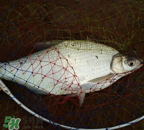 武昌魚(yú)怎么釣？釣武昌魚(yú)用什么餌料？