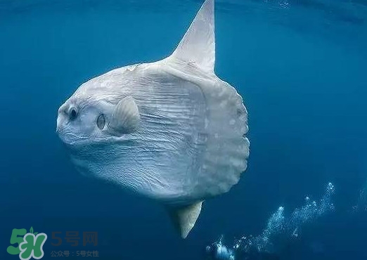 翻車魚是什么魚？翻車魚為什么叫翻車魚