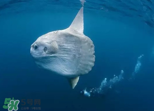 翻車魚(yú)能吃嗎？翻車魚(yú)有毒嗎