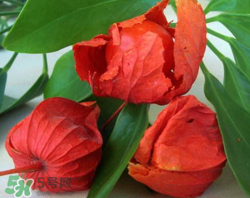 紅姑娘能治療糖尿病嗎？紅姑娘能治什么病？