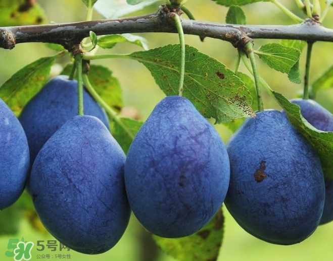 新鮮西梅皮可以吃嗎？西梅皮的功效與作用