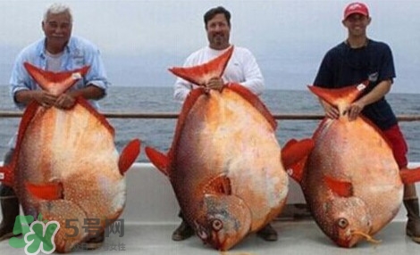 月亮魚是什么魚？月亮魚能吃嗎