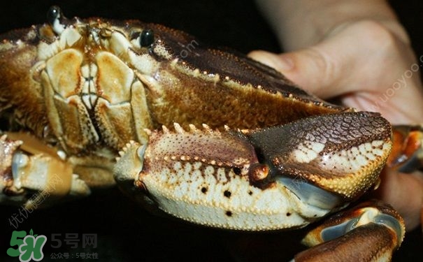 螃蟹吃什么食物長得大？十月份吃什么螃蟹？