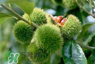 糖炒栗子怎么保存？糖炒栗子怎么容易剝殼？