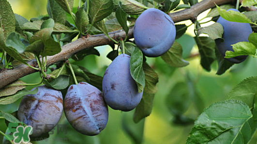 西梅軟的好吃還是硬的好吃？西梅軟的是壞了嗎？