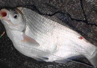 武昌魚怎么釣？釣武昌魚用什么餌料？