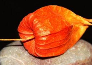 紅姑娘皮泡水治咽炎嗎？紅姑娘皮泡水的副作用