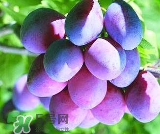 西梅軟的好吃還是硬的好吃？西梅軟的是壞了嗎？