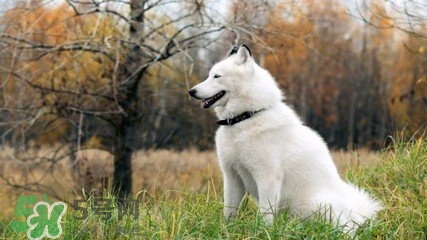 洋蔥狗狗能吃嗎？狗狗吃了洋蔥怎么辦？