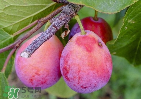 西梅可以和葡萄一起吃嗎？西梅的食用功效有哪些？