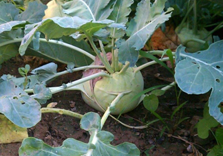 苤藍(lán)什么季節(jié)種植？苤藍(lán)什么時(shí)候采收