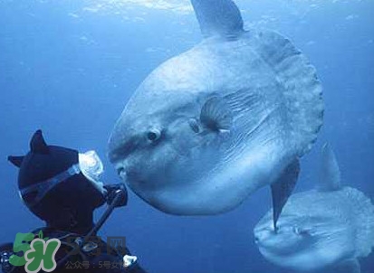 翻車魚是什么魚？翻車魚為什么叫翻車魚