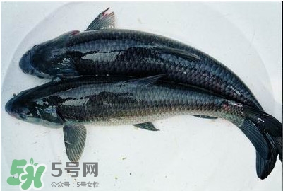 鯇魚和草魚哪個(gè)好吃？鯇魚和草魚的區(qū)別