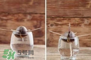 牛油果核能吃嗎？牛油果核怎么種盆栽？