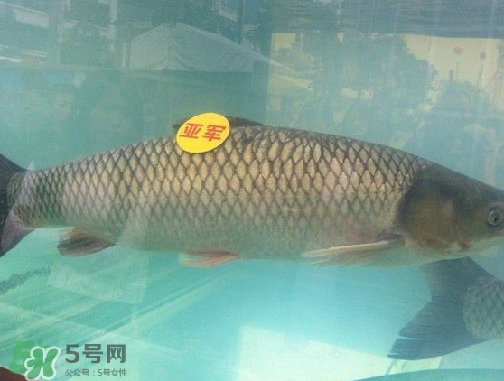 脆肉鯇是什么魚？脆肉鯇口感為什么是脆的