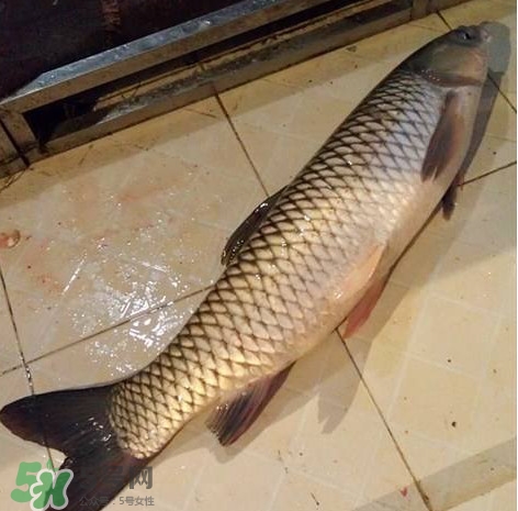 脆肉鯇多少錢一斤？脆肉鯇什么時(shí)候上市