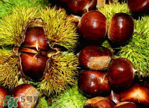 板栗泡酒要去皮嗎？板栗泡酒不去皮可以嗎？