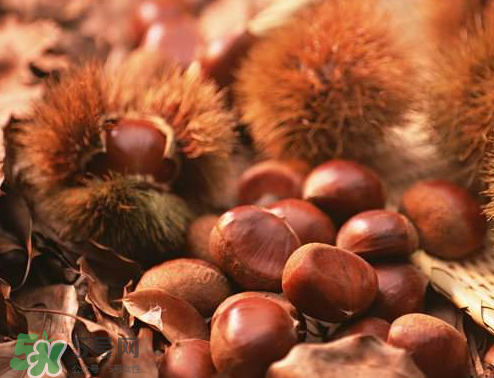 板栗為什么容易生蟲？板栗長(zhǎng)蟲怎么辦？