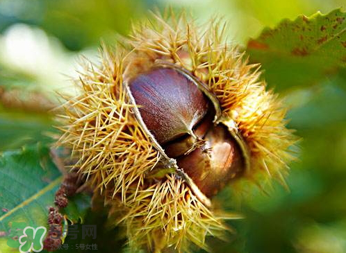 板栗為什么容易生蟲？板栗長(zhǎng)蟲怎么辦？