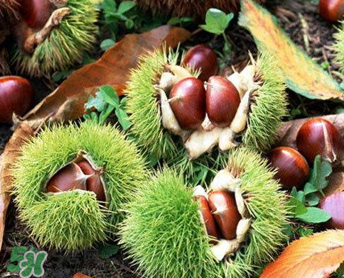 板栗為什么苦？板栗苦的能吃嗎？