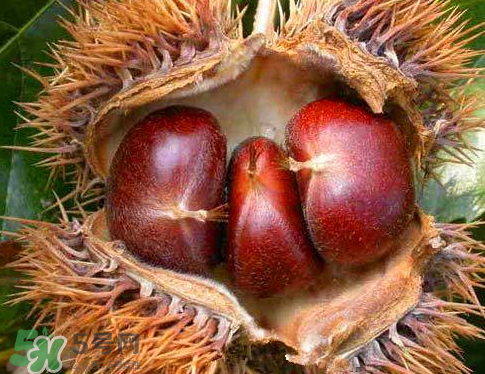 板栗為什么苦？板栗苦的能吃嗎？