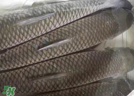 脆肉鯇怎么保存？脆肉鯇放冰箱冷藏好還是冷凍好？