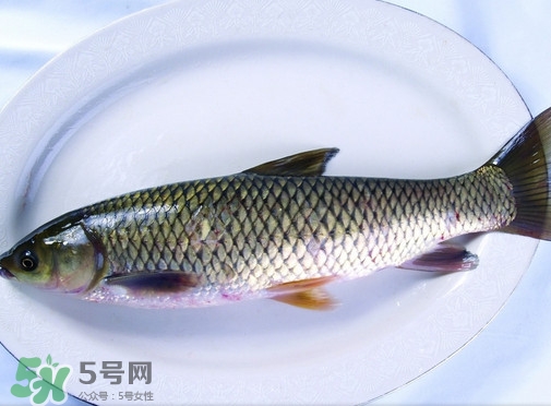 鯇魚是什么魚？鯇魚是怎樣來的
