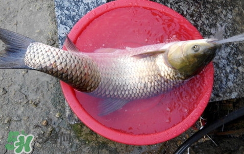 釣鯇魚(yú)用什么魚(yú)餌？鯇魚(yú)怎么做好吃