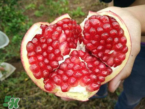 軟籽石榴什么時(shí)候成熟？軟籽石榴幾月份成熟？