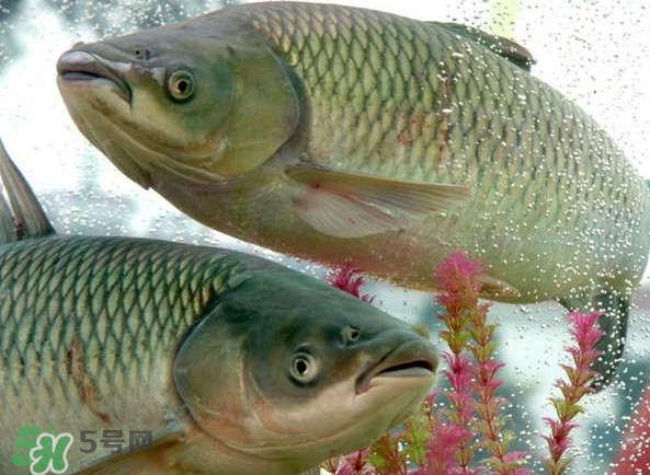 脆肉鯇吃什么的？脆肉鯇和皖魚有什么區(qū)別